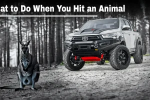 toyota 4x4 hit an animal-kangaroo