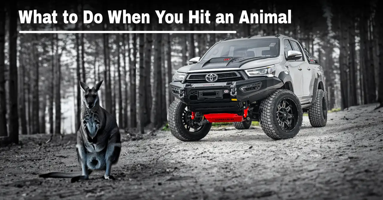 toyota 4x4 hit an animal-kangaroo